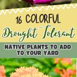 16 Colorful Drought Tolerant Native Plants to Add to Your Yard