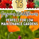 16 Gorgeous Wildflowers Perfect for Low Maintenance Gardens