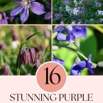 16 Stunning Purple Perennial Flowers That Will Make Your Garden Pop (1)