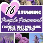 16 Stunning Purple Perennial Flowers That Will Make Your Garden Pop