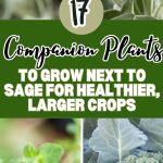 17 Companion Plants to Grow Next to Sage for Healthier, Larger Crops