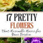 17 Pretty Flowers That Resemble Roses for Your Garden