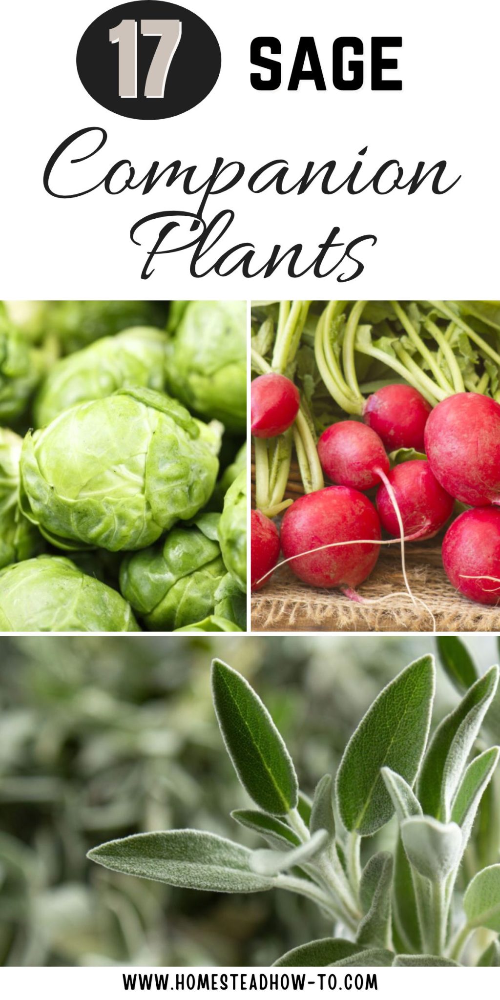 17 Companion Plants To Grow Next To Sage For Healthier, Larger Crops