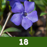 18 Brilliant Blue Perennials to Add Splashes of Color to Your Garden Pin