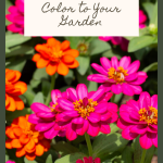 19 Stunning Red Flowers to Add Bold Color to Your Garden