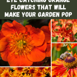 14 Eye Catching Orange Flowers That Will Make Your Garden Pop