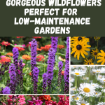 16 Gorgeous Wildflowers Perfect for Low-Maintenance Gardens