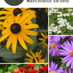 16 Gorgeous Wildflowers Perfect for Low Maintenance Gardens