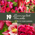 19 Stunning Red Flowers to Add Bold Color to Your Garden