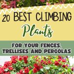 20 Best Climbing Plants for Your Fences, Trellises and Pergolas