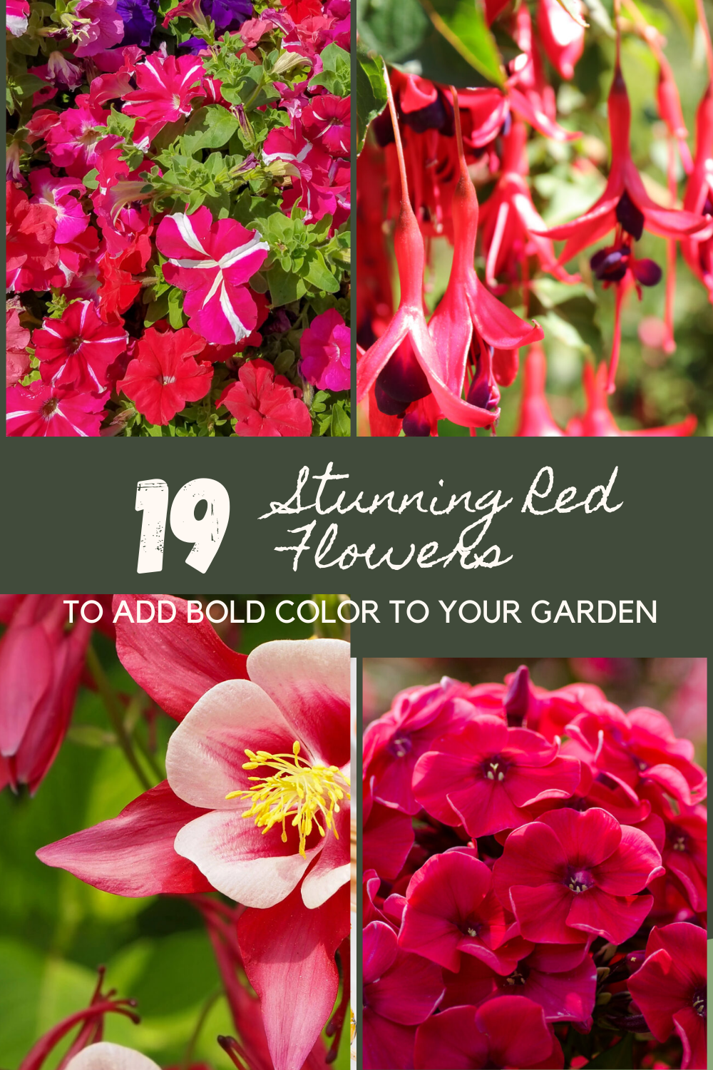 25 Stunning Red Flowers To Add Bold Color To Your Garden