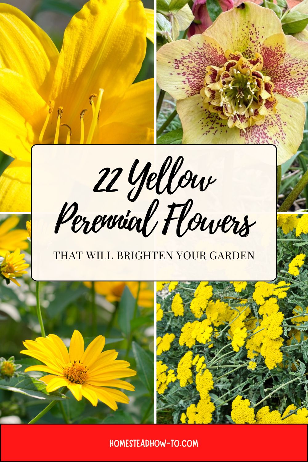 Yellow22 22 Yellow Perennial Flowers That Will Brighten Your Garden