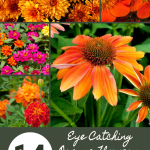 14 Eye Catching Orange Flowers That Will Make Your Garden Pop