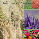 Add Color to Your Landscape by Planting These 21 Vibrant Border Plants