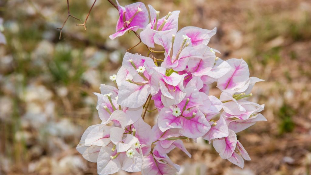 15 Climbing Vines Every Garden Trellis and Pergola Needs 1 Bougainvillea