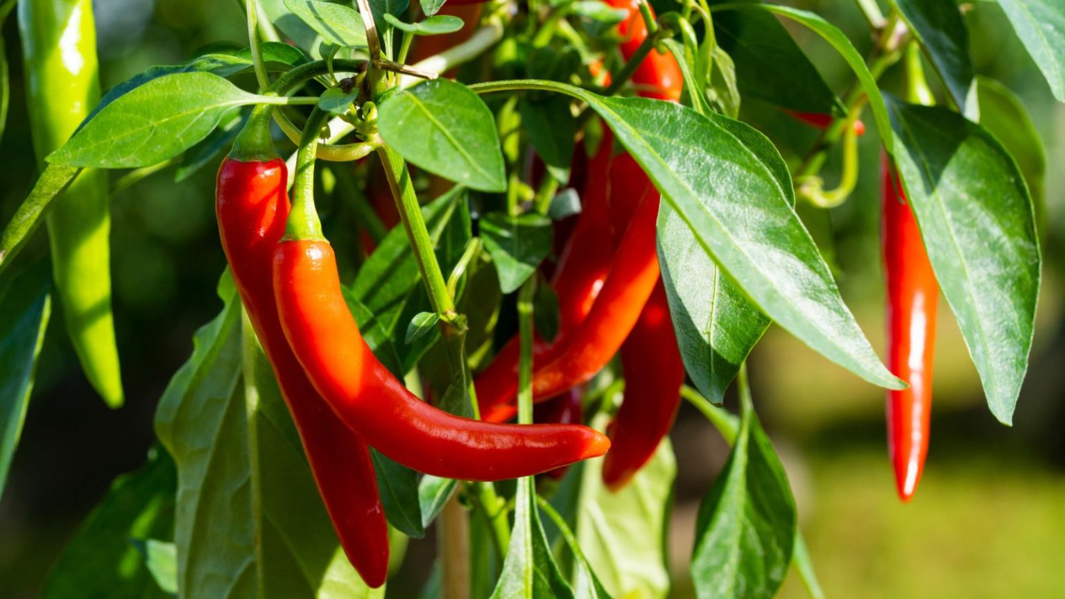 How To Outsmart Squirrels To Keep Them Away From Your Tomato Plants