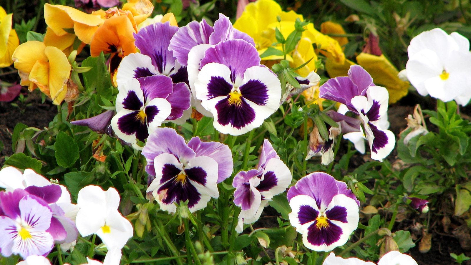 pansies