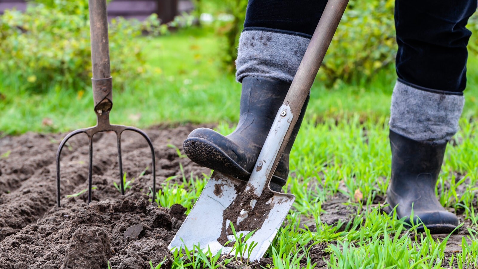 Gardener digging in the garden. Soil preparing for planting in spring. Gardening.