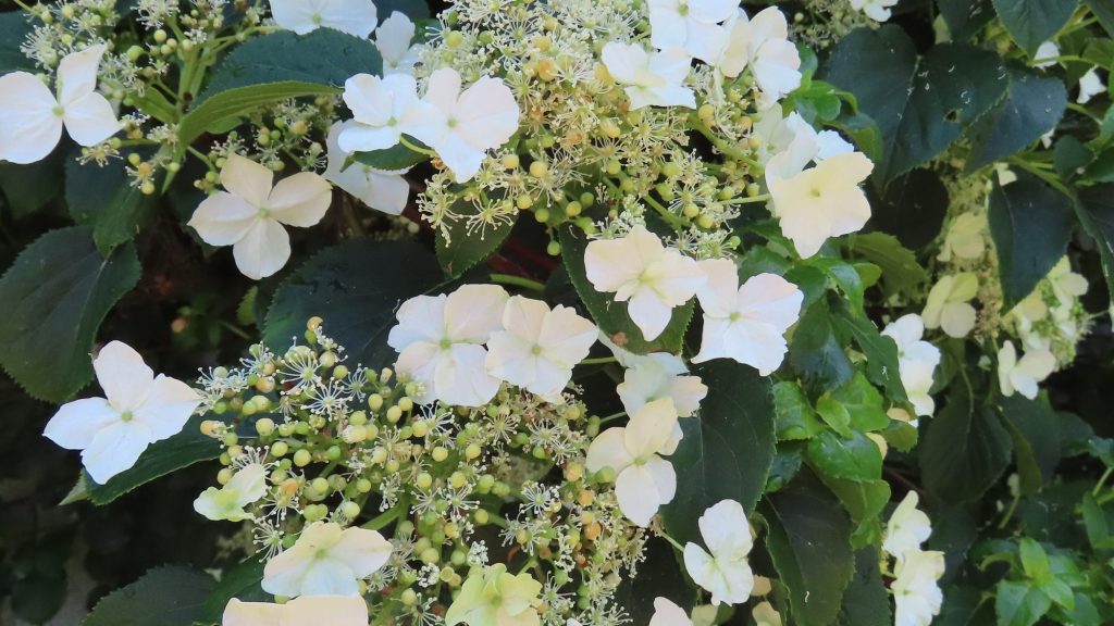 Climbing Plants That Love to Climb, Twist, and Trail Anywhere You Let Them 16 Hydrangea petiolaris, strongly growing, white without flower