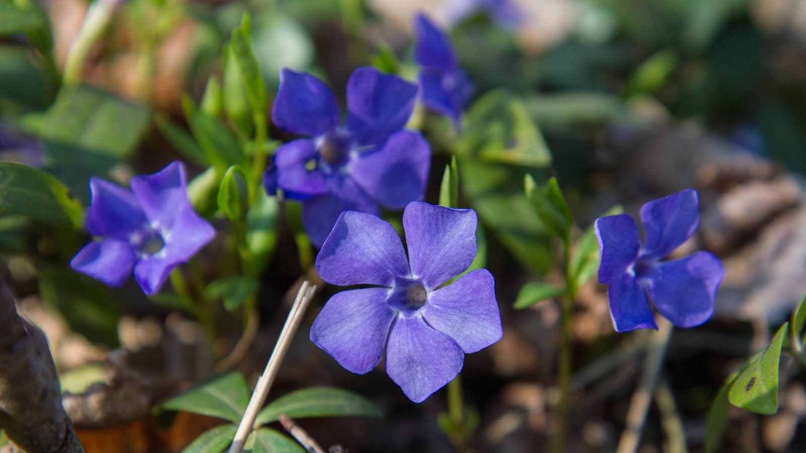 Bigleaf periwinkle (Vinca major) plant blooming.