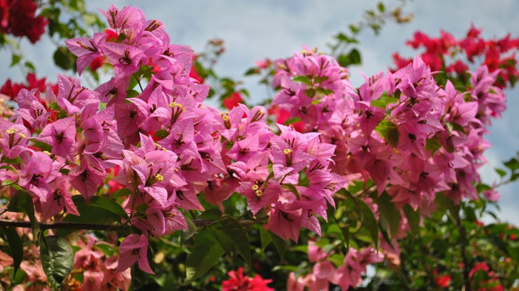 15 Beautiful Plants for a Spanish Style Garden 1 Bougainvillea