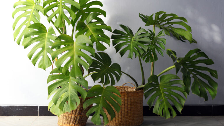 16 Houseplants That Survive in Dark or Windowless Rooms for Weeks