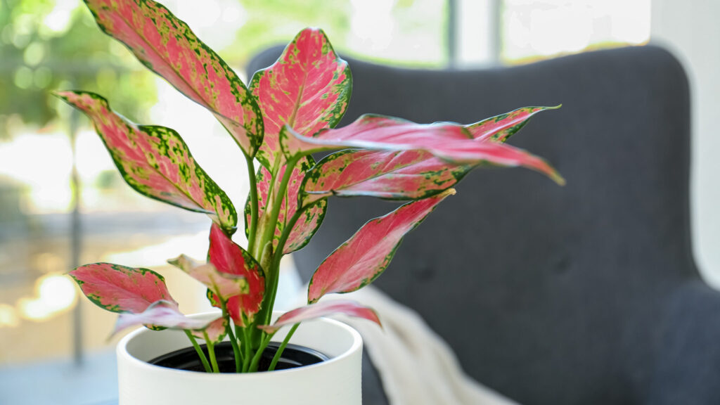 18 Beautiful Houseplants That Can Live For Decades 8 Beautiful houseplant in room, Aglaonema