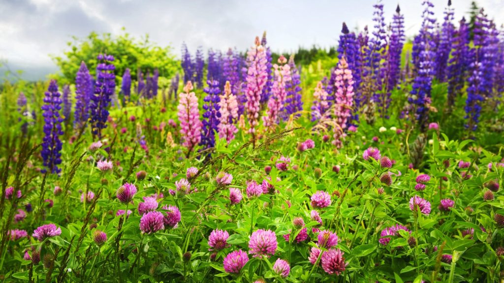 Wildflower Season Is Here — 30+ Bay Area Parks and Trails to See Wildflowers This Spring 1 wildflowers