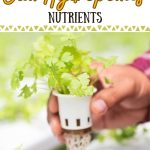 How to Make Your Own Hydroponics Nutrients