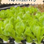 homemade hydroponic nutrients