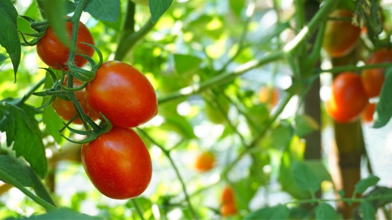 14 Reasons Your Tomatoes Won’t Ripen and How to Fix Them