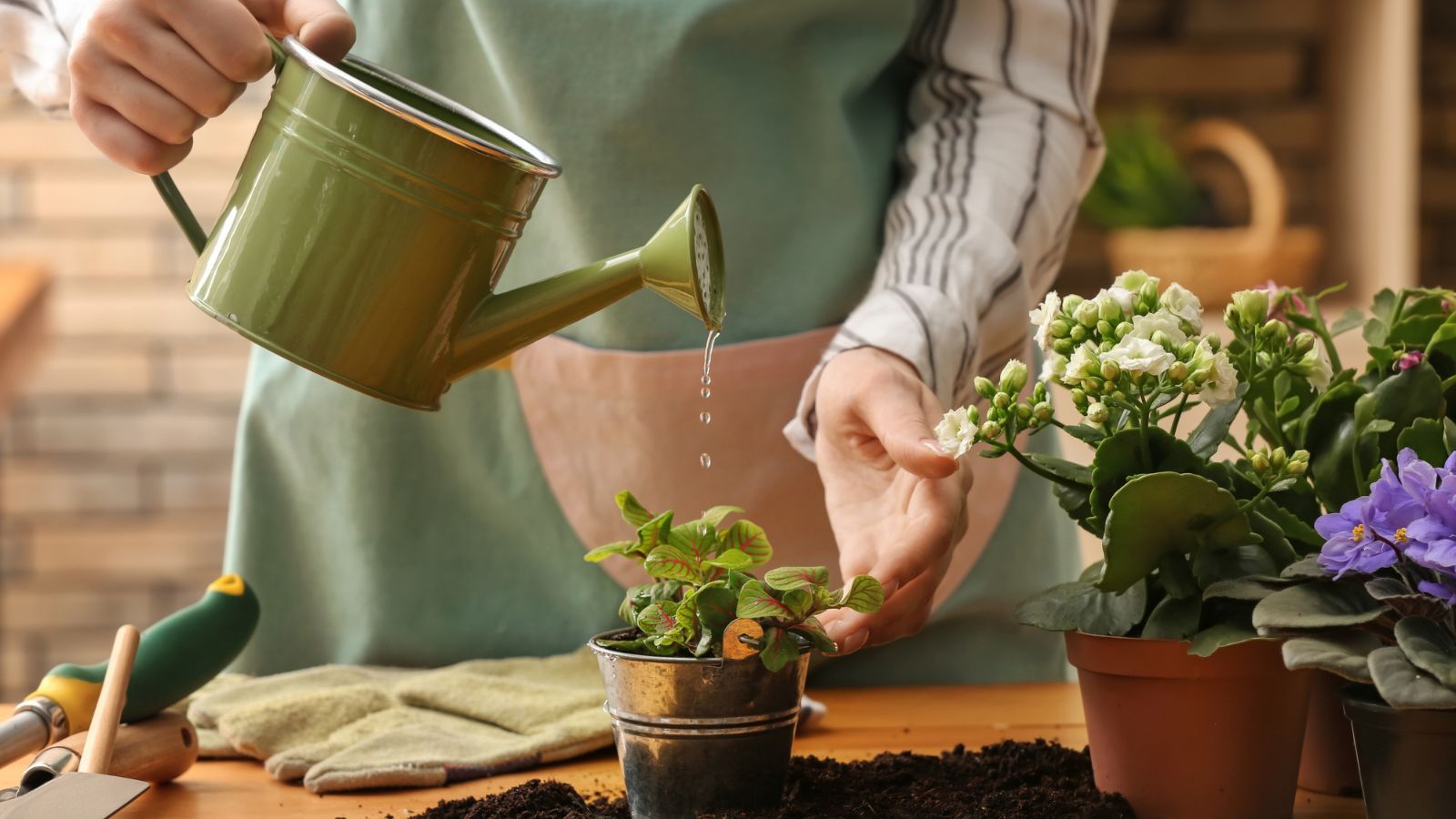 woman watering plant