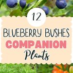 12 Blueberry Bushes Companion Plants