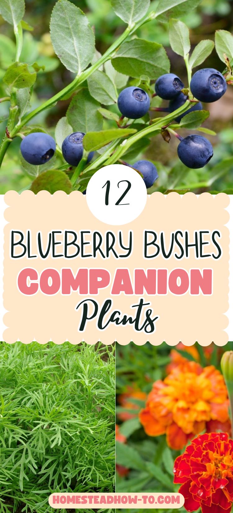 12 Plants To Grow Alongside Your Blueberry Bushes To Keep Them Happy