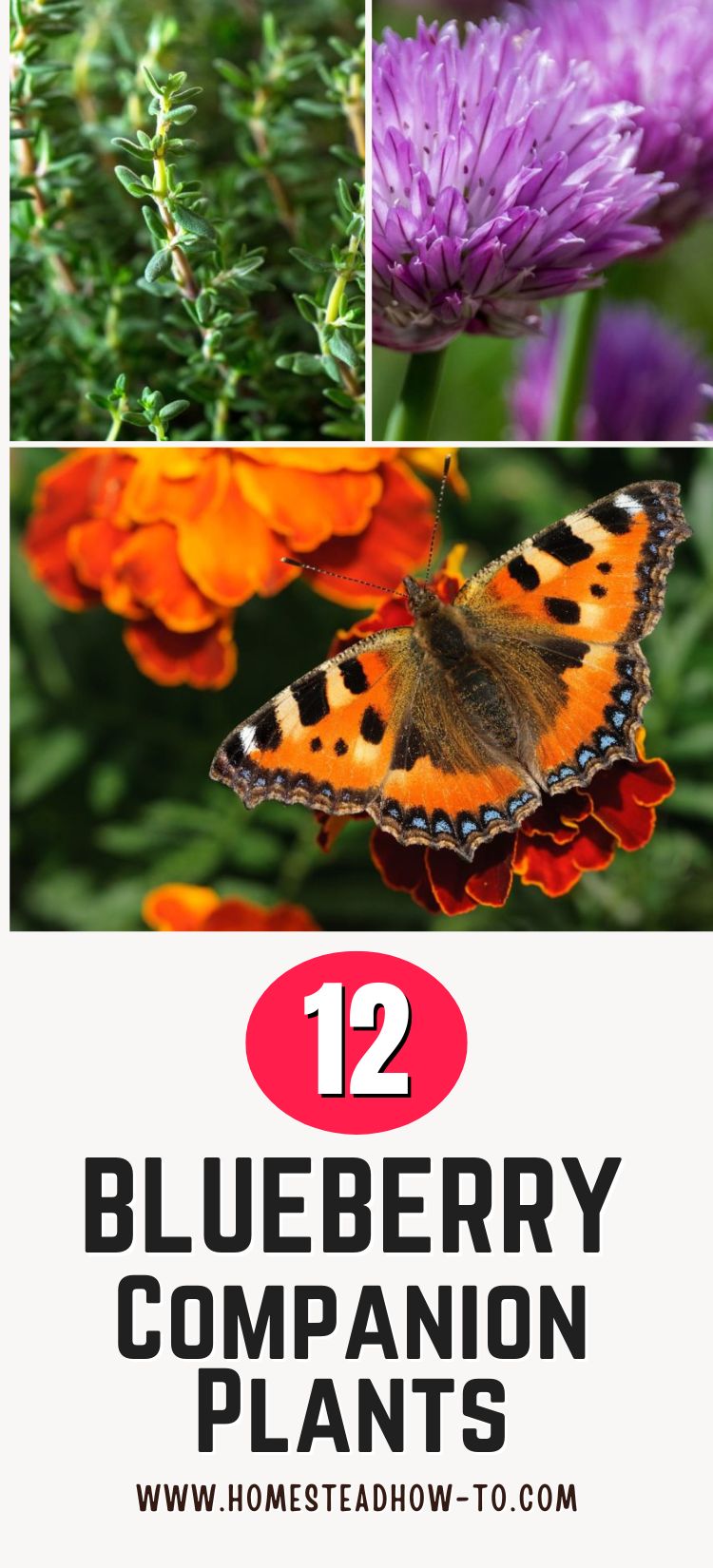 12 Plants To Grow Alongside Your Blueberry Bushes To Keep Them Happy