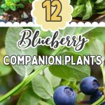 12 Blueberry Companion Plants