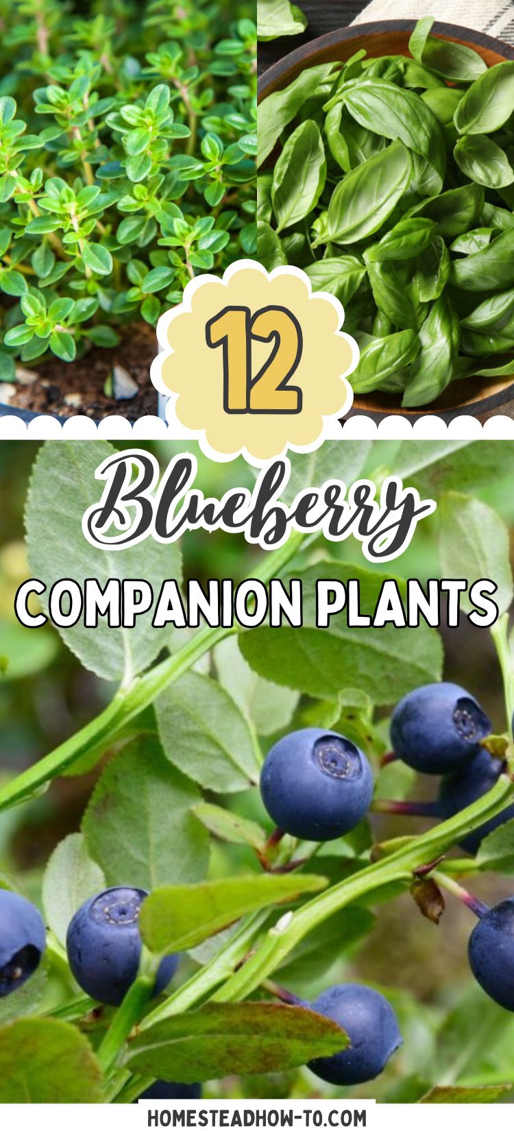 12 Plants To Grow Alongside Your Blueberry Bushes To Keep Them Happy