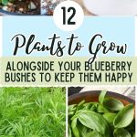 12 Plants to Grow Alongside Your Blueberry Bushes to Keep Them Happy