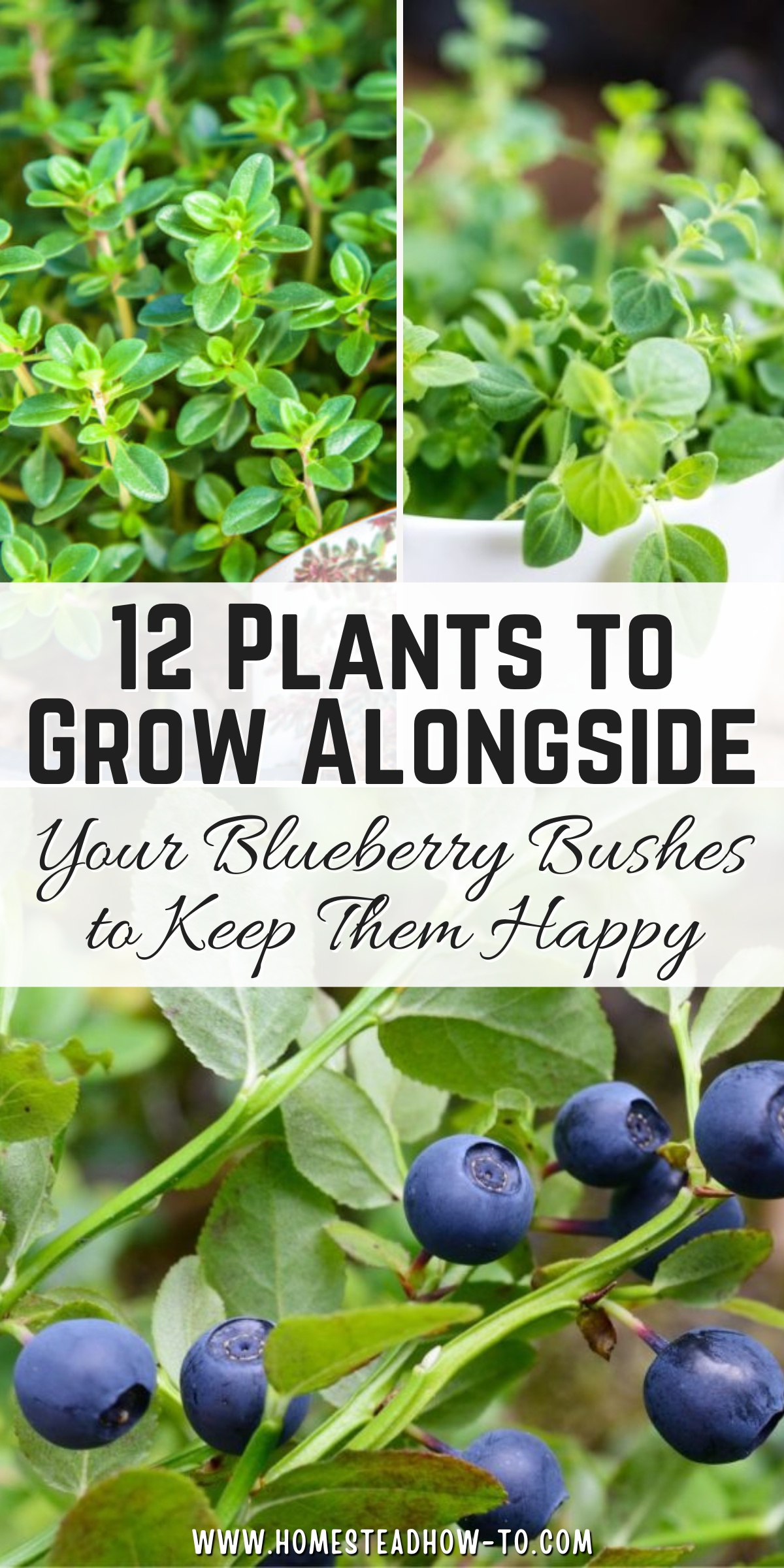 12 Plants To Grow Alongside Your Blueberry Bushes To Keep Them Happy