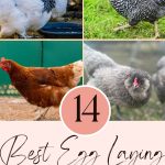 14 Best Egg Laying Chickens For Your Backyard