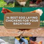 different breeds of chicken in a backyard