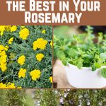 14 Companion Plants That Bring Out the Best in Your Rosemary
