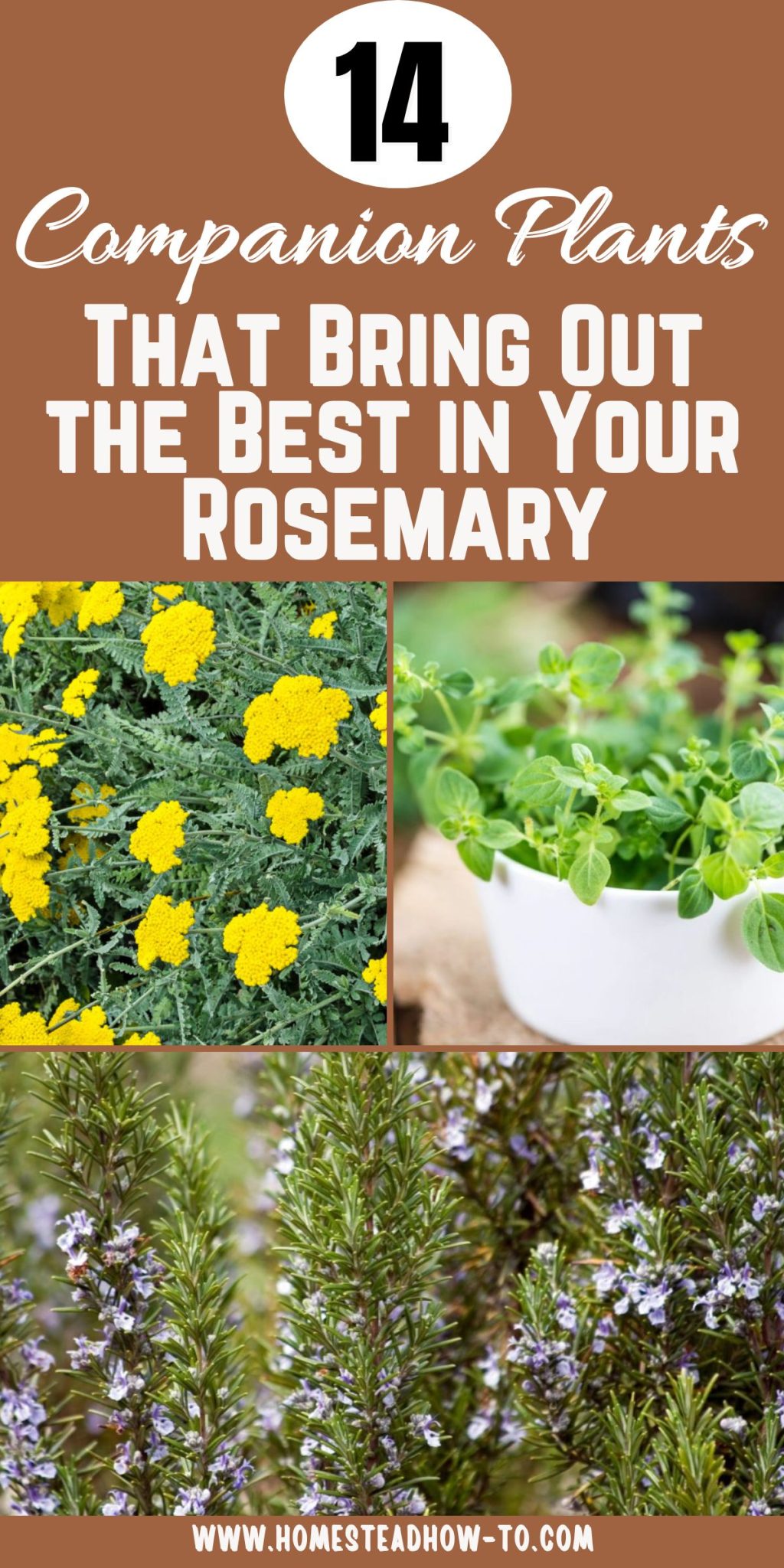 Companion Plants For Rosemary