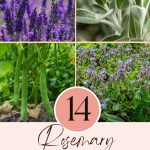 14 Rosemary Companion Plants
