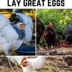 15 Best Chicken Breeds That Consistently Lay Great Eggs