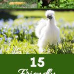 15 Friendly Chicken Breeds for Beginners Pin