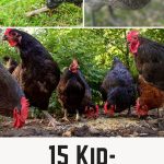 15 Kid-Friendly Egg Laying Chickens
