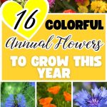 16 Colorful Annual Flowers to Grow This Year