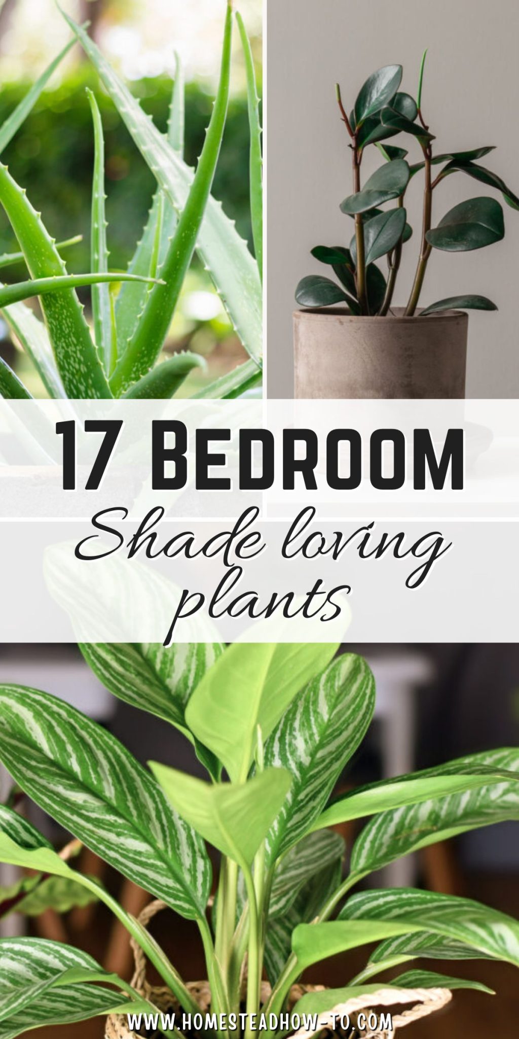 16 Houseplants That Survive In Dark Or Windowless Rooms For Weeks