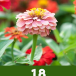 18 Easy Flowers to Grow From Seeds